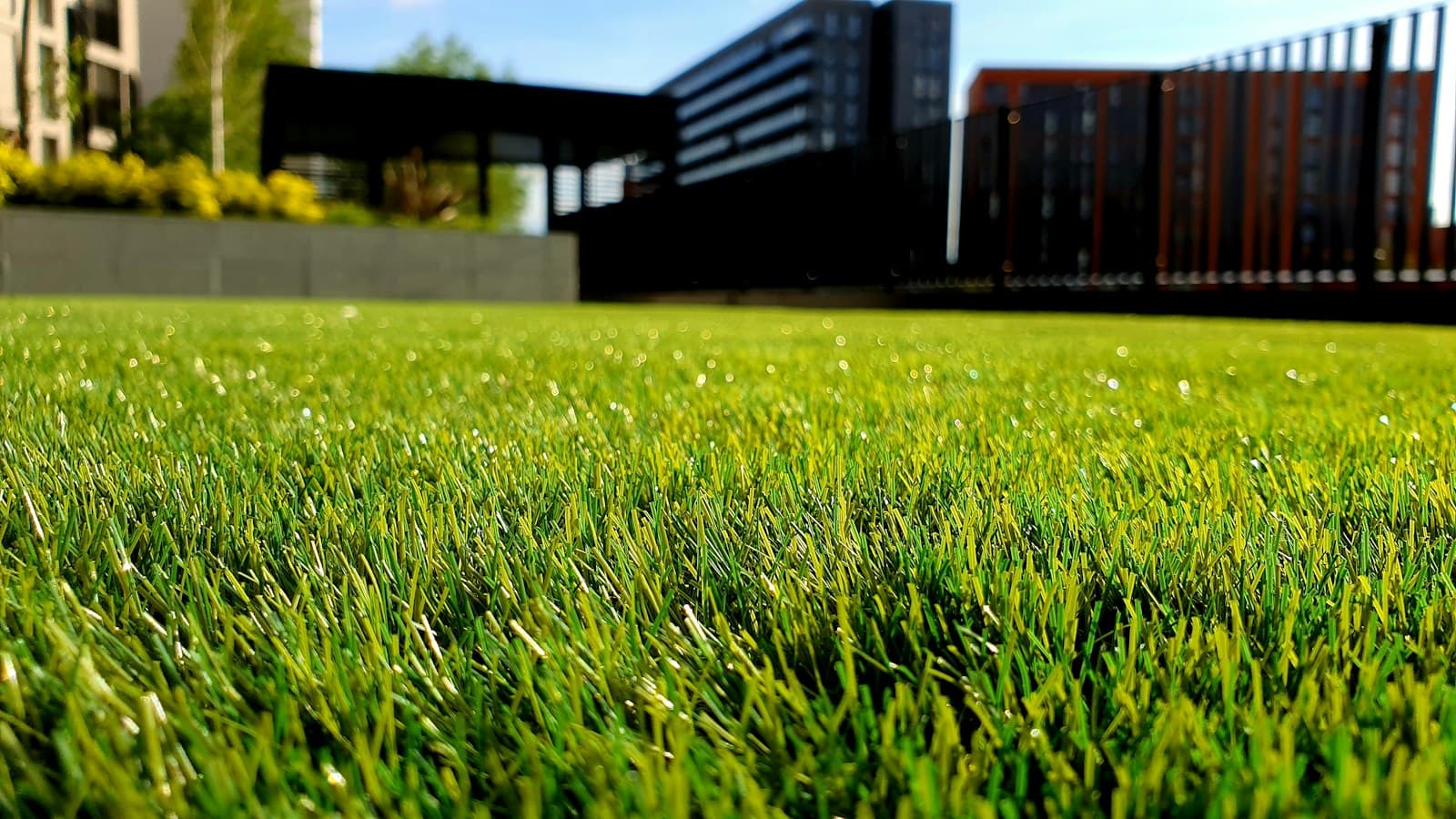 Close-up of a freshly kept green lawn